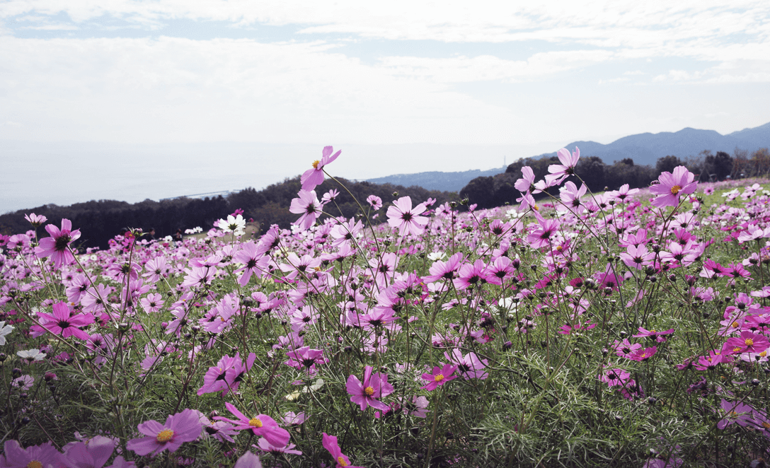 あわじ花さじき1