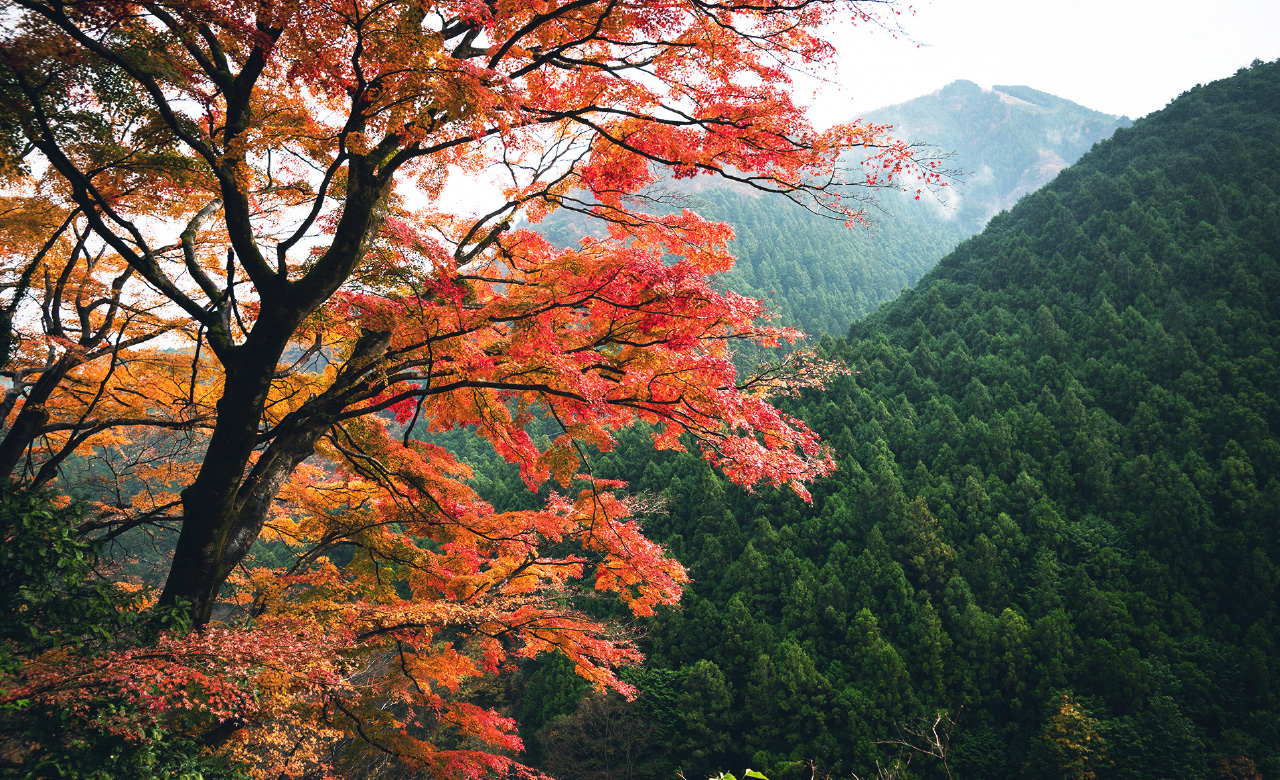 写真：奥多摩コース その5